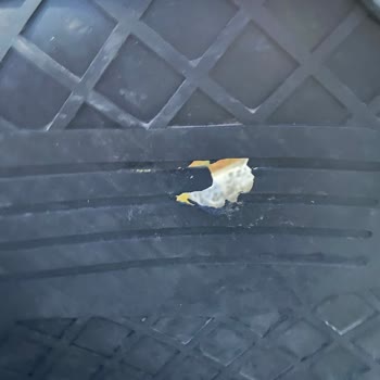 Renault Clio'da Garanti Kapsamında Olmayan Paspas Sorunu