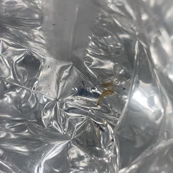 Tadım Çekirdeklerinde Kurt Şoku