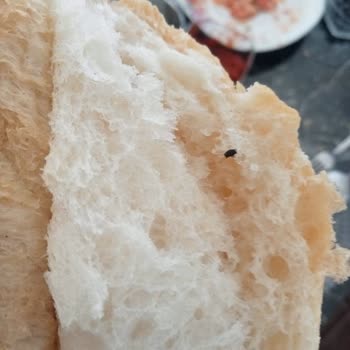 BİM Marketten Alınan Ekmeğin İçinden Böcek Çıktı