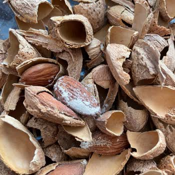 Kurtlu Badem Skandalı: Çocuklar İçin Tehlike!