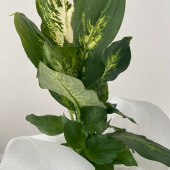 Çiçek Siparişlerindeki Hayal Kırıklığı