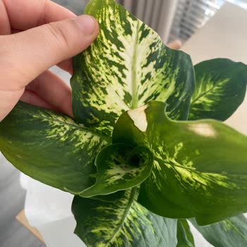 Çiçek Siparişlerindeki Hayal Kırıklığı