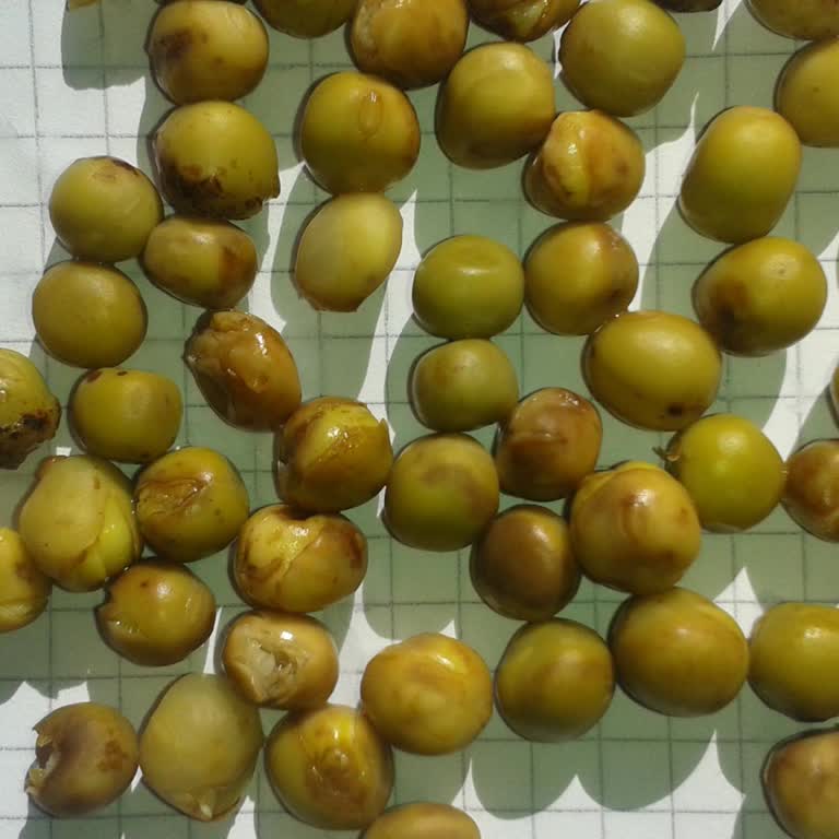 Tat Bezelye Konservesi: Su Eksikliği Sorunu