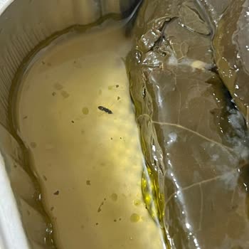 Paket Yemekte Beklenmedik Misafir