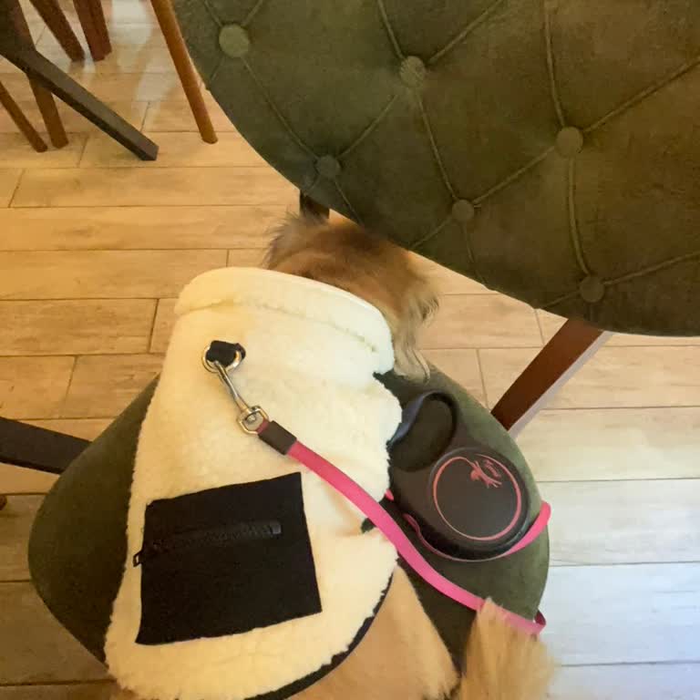 Ondo Dürüm Köpeğimle Gittiğim Restoranda Yaşadığım Sorun