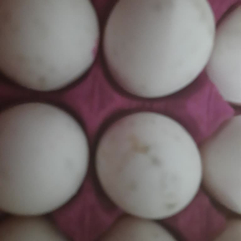 Küflü Yumurta ve İade Sorunu