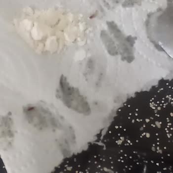 Yeğenler Buğday Unundan Böcek ve Kurtlar Çıktı