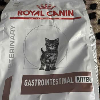 Sahte Kedi Maması Nedeniyle Sağlık Sorunları