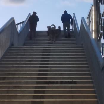 Üst Geçitte Güvenlik Tehlikesi: Sokak Köpekleri