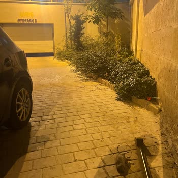 Site Yönetimi İle İletişim Sorunu ve Haşere Problemi