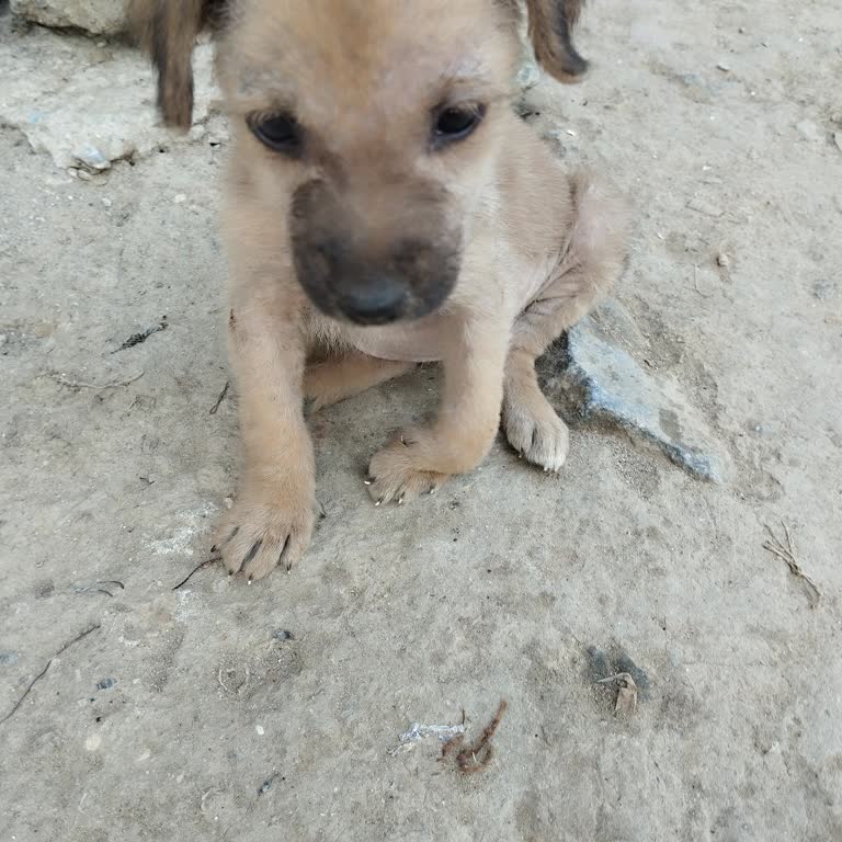 Yavru Köpeğimiz İçin Acil Yardım Talebi