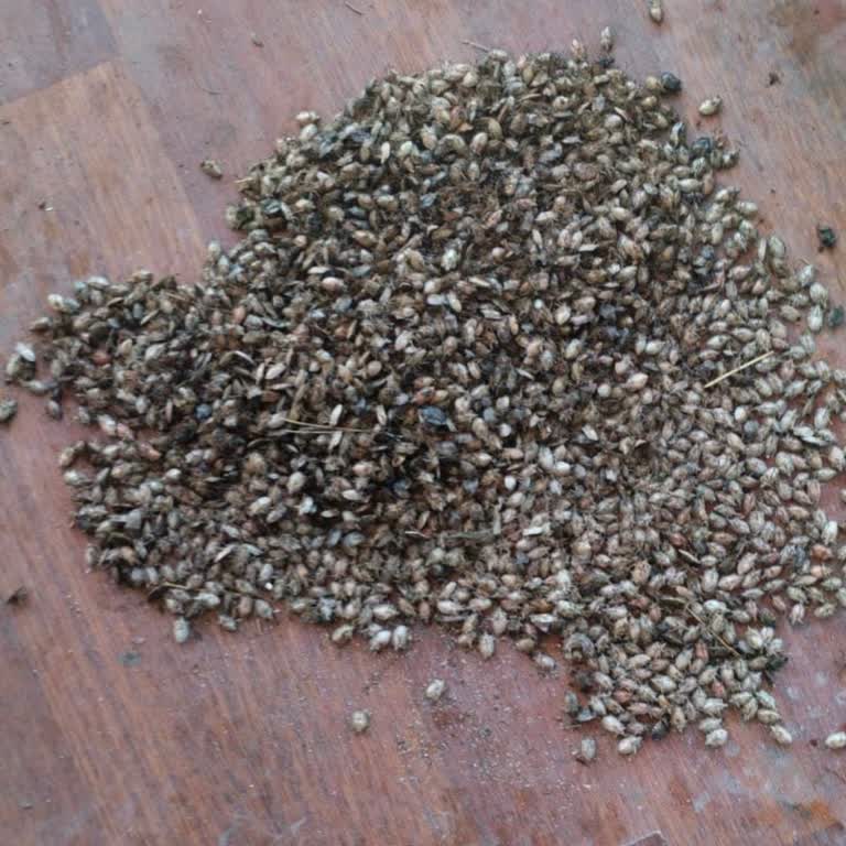 Kokarca Böceği İstilası ve Mahsul Kayıpları