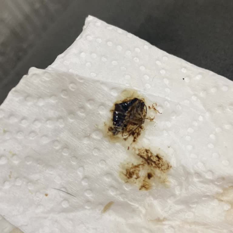 Kahvemden Çıkan Hamam Böceği Şoku