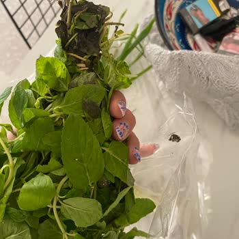 Migros Sanal Market Sebzeleri Hayal Kırıklığı