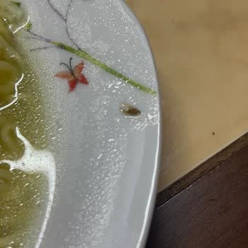 Noodle'dan Çıkan Böcek Şoku