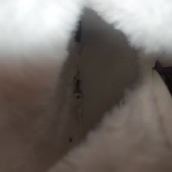 Özdilek AVM'de Eksik Ürün ve İlgisiz Hizmet