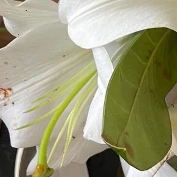 Yanıltıcı Çiçek Siparişi ve Yetersiz Müşteri Hizmeti