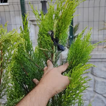 Eksik ve Hasarlı Fidan Teslimatı