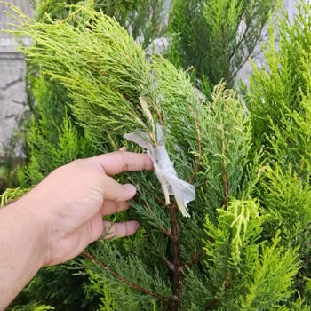 Eksik ve Hasarlı Fidan Teslimatı