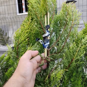 Eksik ve Hasarlı Fidan Teslimatı