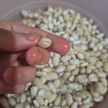 Kuru Fasulyede Korkunç Koku ve Kalite Sorunu