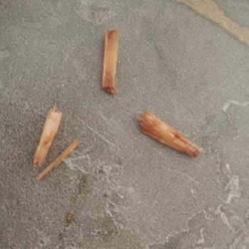 Dondurmadan Çıkan Odun Parçaları Şoku