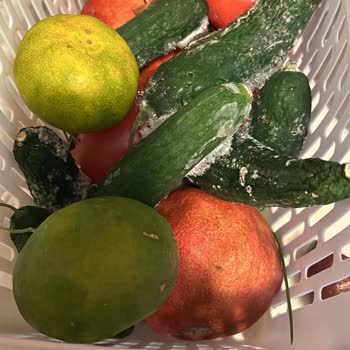 Bosch Buzdolabı Sorunu: Donduran Sebzelik