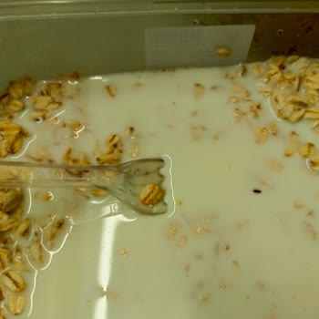 Glutensiz Yulaf Ezmesinde Böcek Şoku