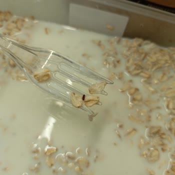 Glutensiz Yulaf Ezmesinde Böcek Şoku