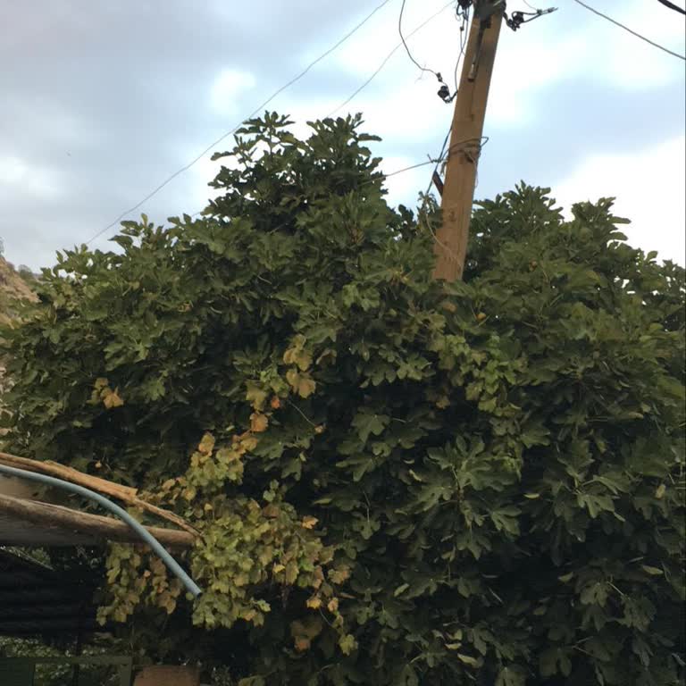 Tehlikeli Elektrik Direği İçin Acil Müdahale Talebi