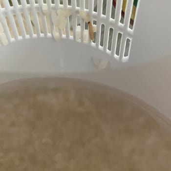 Kurtlu Pirinç Sorunu ve İade Zorluğu