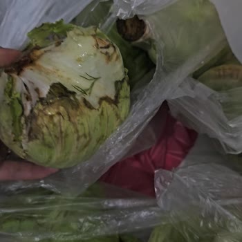 Migros'tan Gelen Hayal Kırıklığı: Çürük ve Küçük Marullar