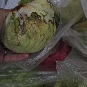 Migros'tan Gelen Hayal Kırıklığı: Çürük ve Küçük Marullar