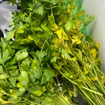 Bosch Buzdolabı Sorunları ve Müşteri Hizmetleri Mağduriyeti