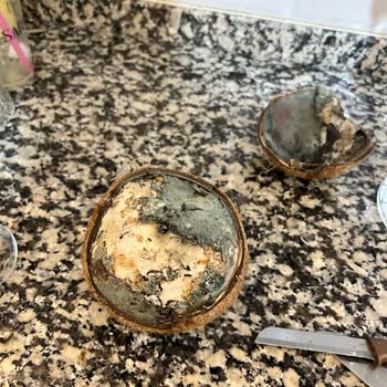 Migros'tan Aldığımız Hindistan Cevizi Kâbusu