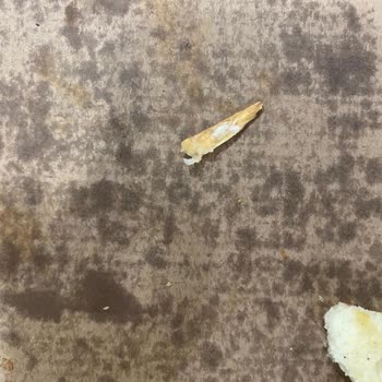 Pizza Siparişimde Tahta Parçası Şoku