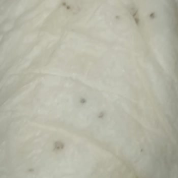 Bebek Bezi Skandalı: Böcekli Sleepy Külot Bezler