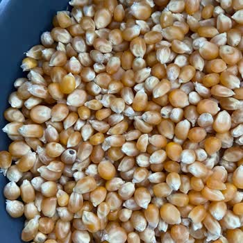 Taze mısırda beklenmedik küf sorunu