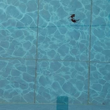 Havuz ve Jakuzi Kabusu: Sağlık Tehlikesi Altında Tatil