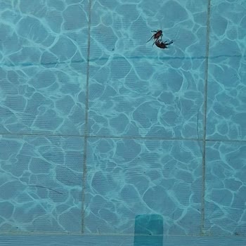 Havuz ve Jakuzi Kabusu: Sağlık Tehlikesi Altında Tatil