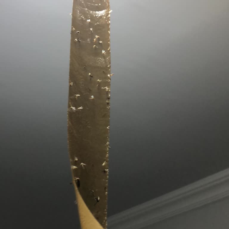 Darıca'da Böcek ve Sinek Sorunu: Acil Çözüm Bekliyoruz