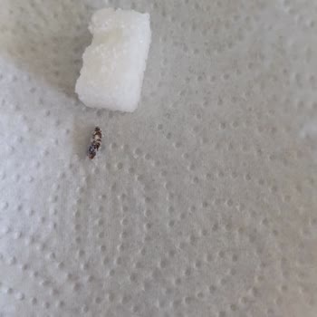 BİM'den Alınan Şekerden Böcek Dışkısı Çıktı