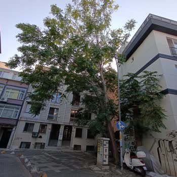 Kadıköy'de Sağlık Tehdidi ve İhmal Edilen Sorunlar