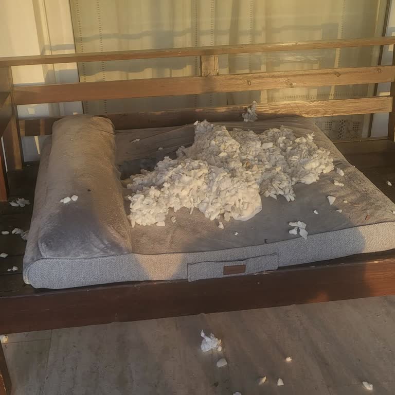 Kalitesiz Köpek Yatağı Ve İade Sorunu