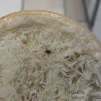 Şok Market Ürününde Hijyen Sorunu