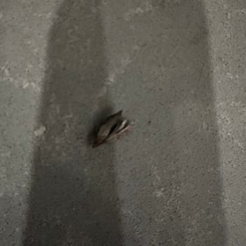 Çikolatadan Çıkan Böcek Şoku