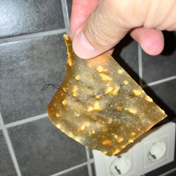 Kral Pestil Hijyen Sorunu: Cevizli Pestilden İp Çıktı!