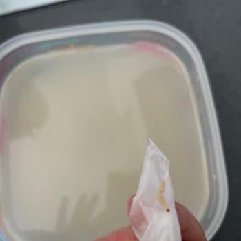 A101'den Aldığım Pirinçte Kurt Çıkması