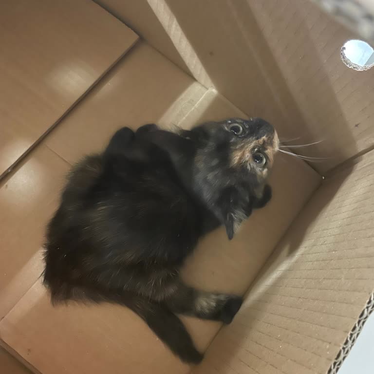 Yaralı Kediye Yardım Çığlığı