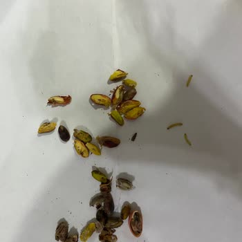 Alp Fıstıkçılık Siirt Fıstığının Çok Büyük Kısmı Kurtlu Çürük Ve Boş Çıktı!